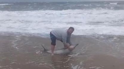 Ayvalık’ta Olumsuz Hava Koşulları Nedeniyle Karaya Vuran Yunusu Vatandaşlar Kurtardı