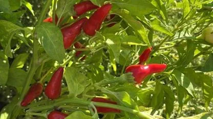 Balıkesir Büyükşehir Belediyesi, Ata Tohumları ile envanterini güçlendiriyor