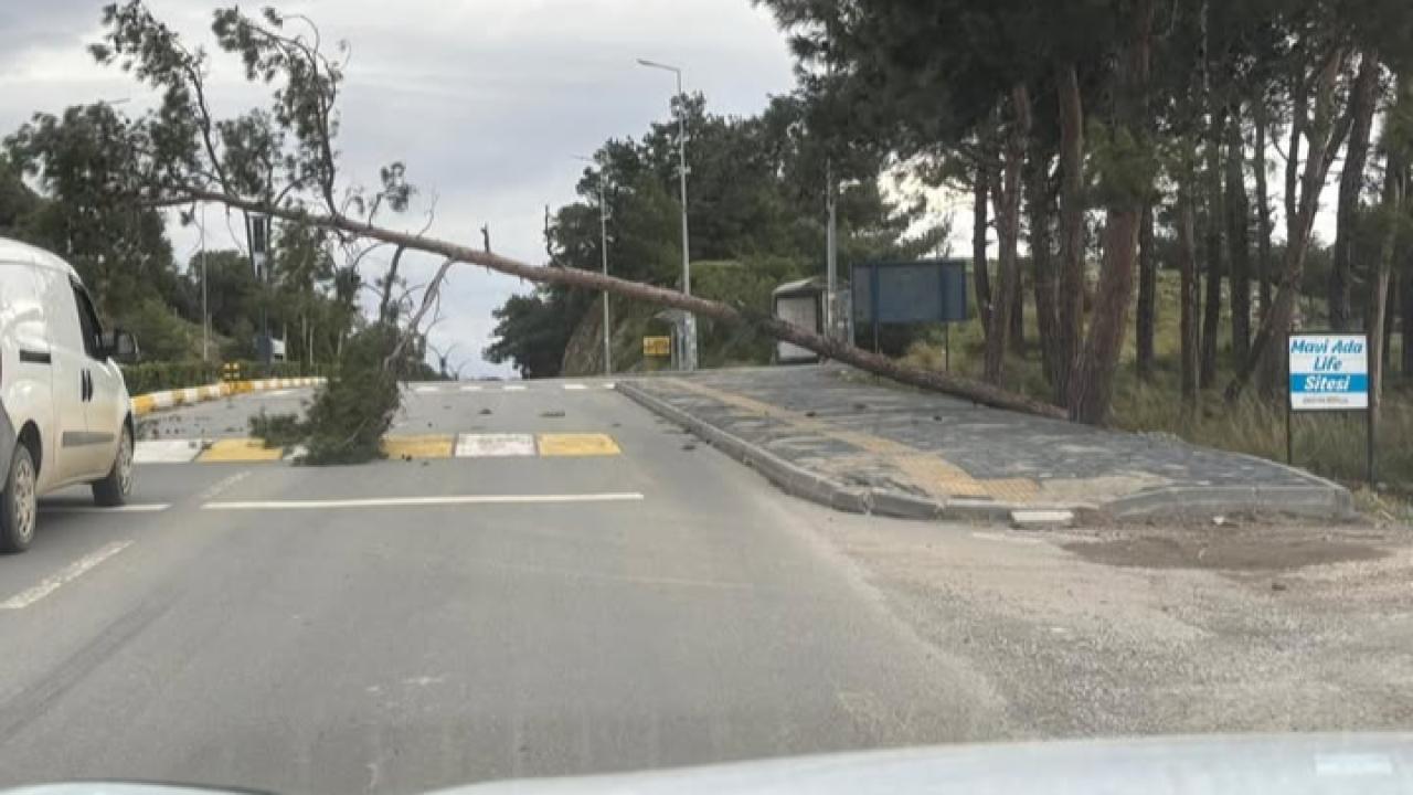 Burhaniye'de dev çam ağacı yola devrildi: Trafik durma noktasına geldi