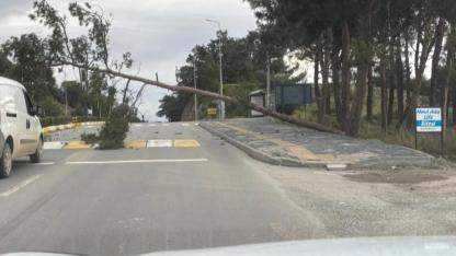 Burhaniye'de dev çam ağacı yola devrildi: Trafik durma noktasına geldi