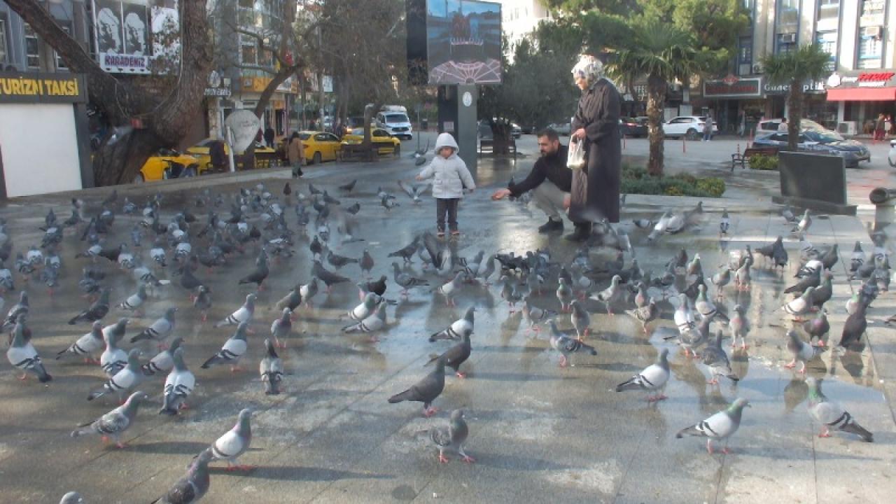 Burhaniye'de güvercinler imece ile besleniyor