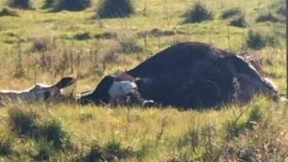 Burhaniye de kopan kablolar tehlike saçıyor