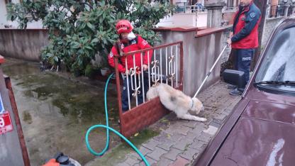 Havran’da avlu kapısına sıkışan köpek kurtarıldı
