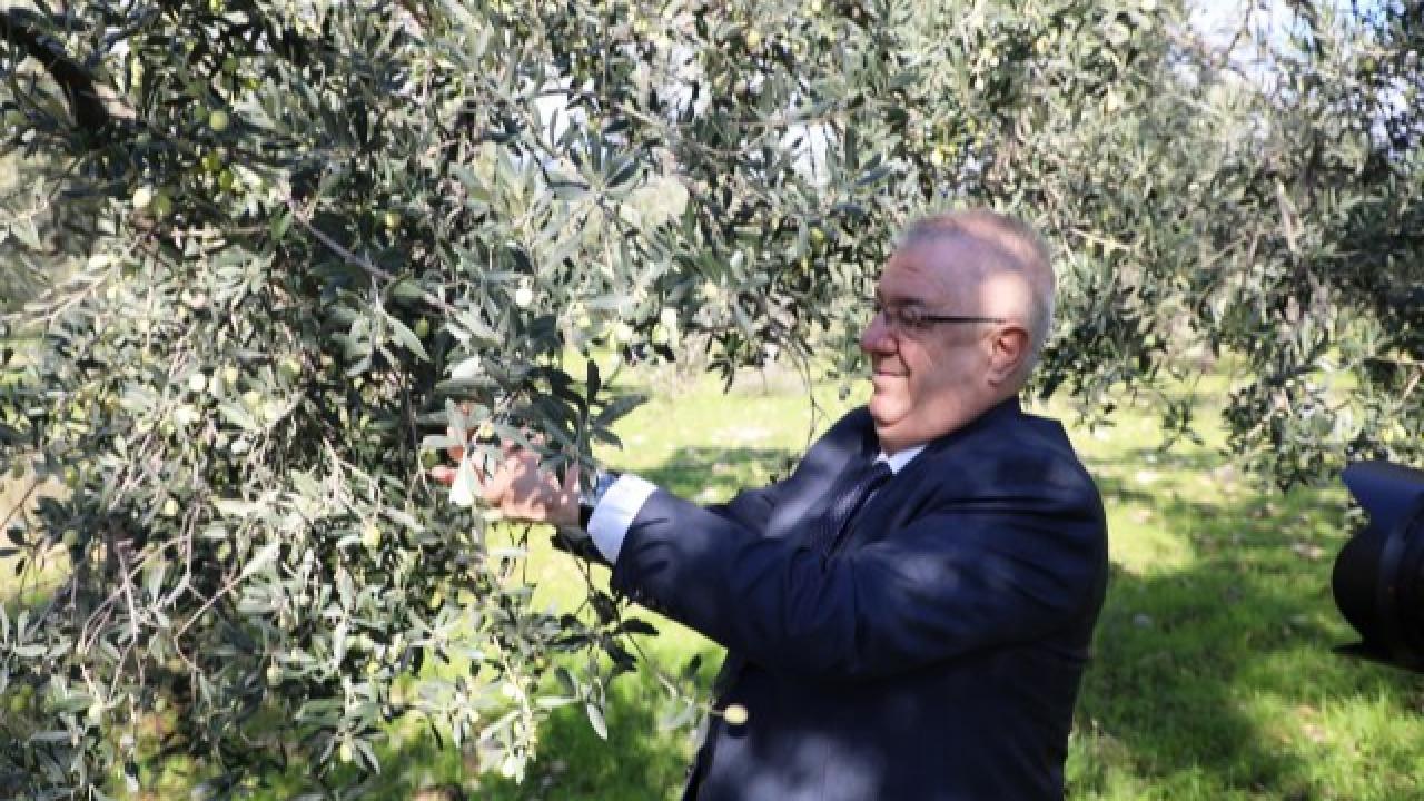 Zeytinin Başkenti Edremit’te MECİ Şenliği başlıyor