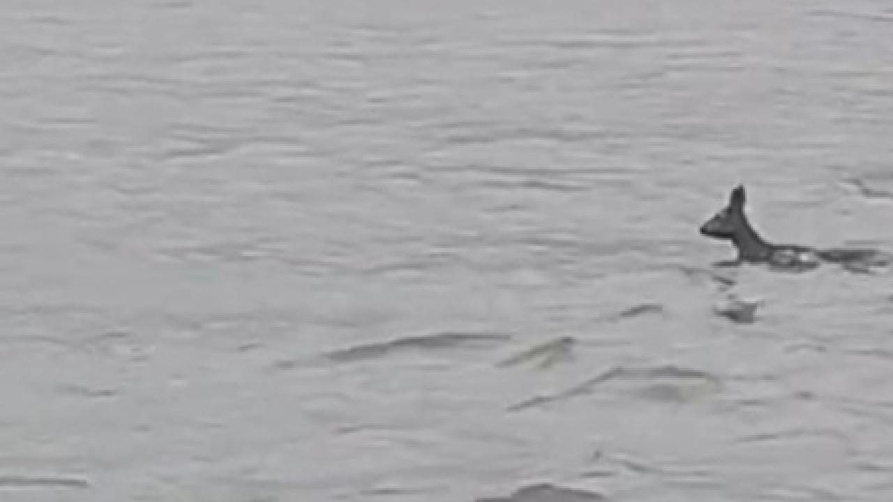 Balıkesir’de karacanın suda yaşam mücadelesi kamerada: Milli Parklar alarma geçti