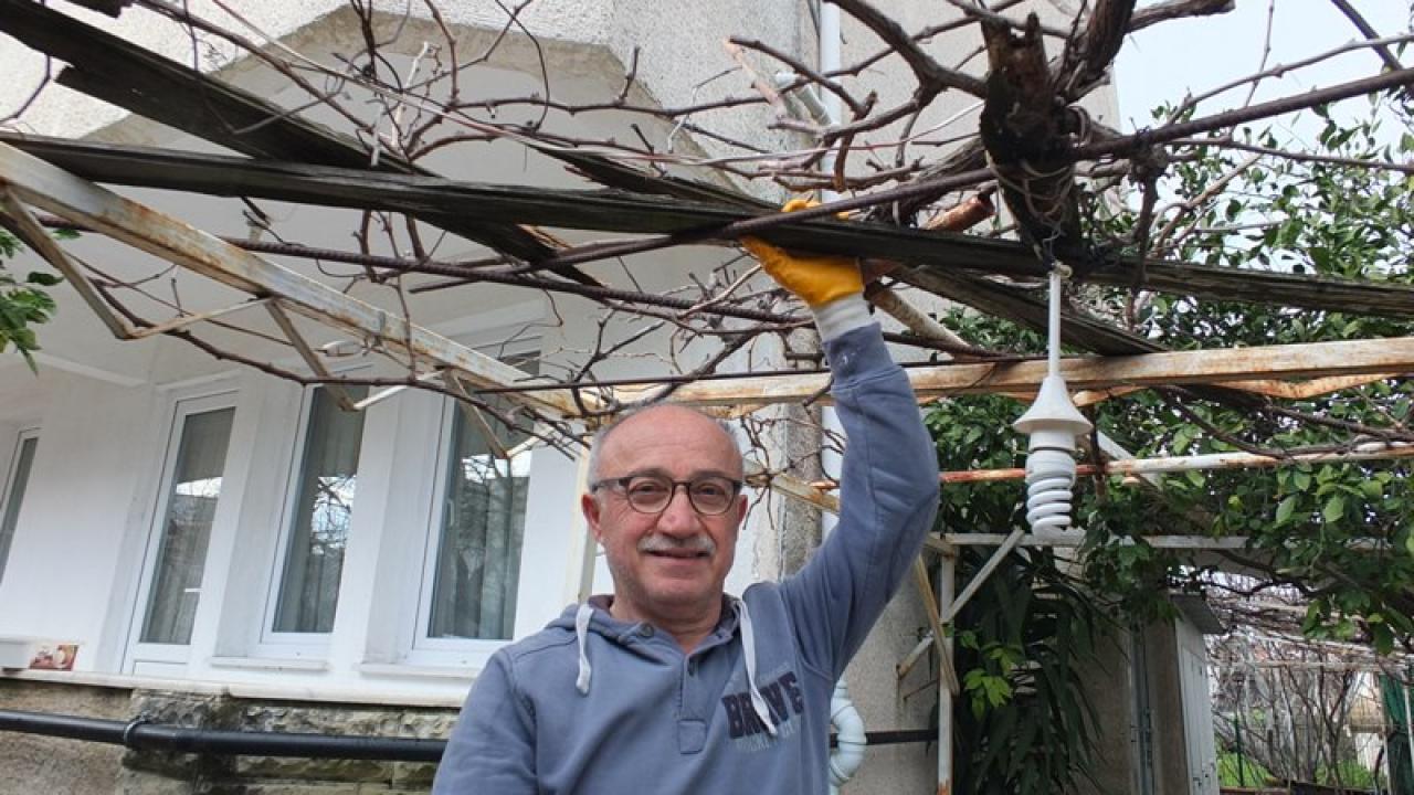 Burhaniye’de Asmalarda Budama Sezonu Başladı