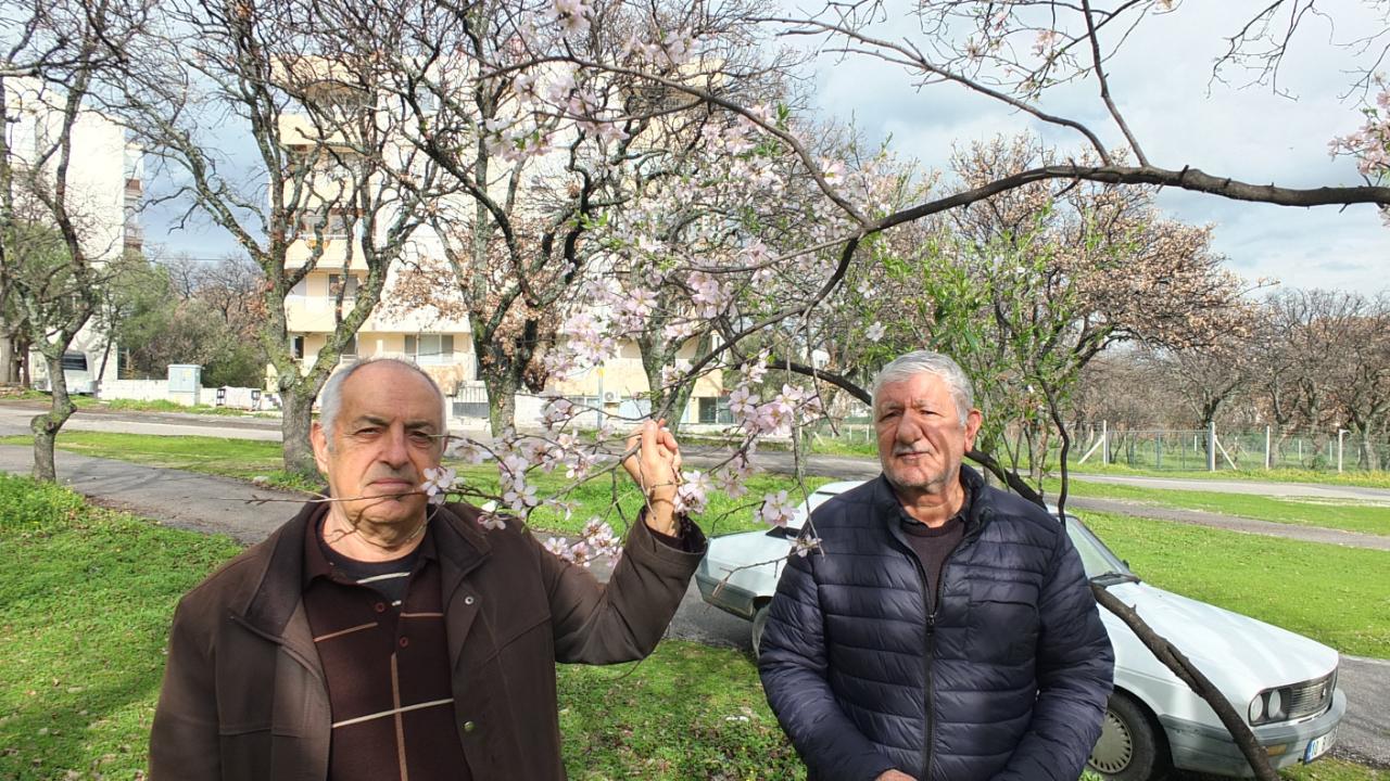 Burhaniye'de bademler çiçek açtı