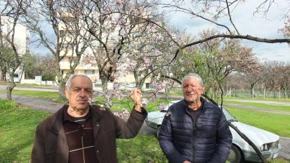 Burhaniye'de bademler çiçek açtı