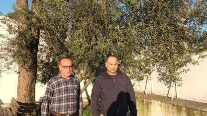 Burhaniye’de Yağmurlar zeytincileri sevindirdi