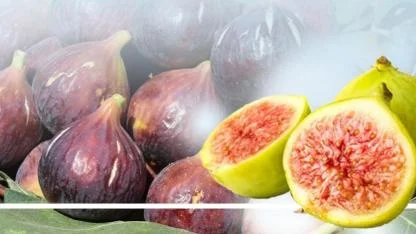 Büyükşehir, incir fidanı dağıtımına başlıyor