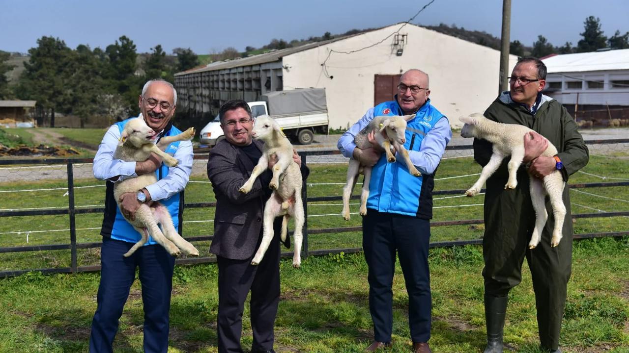 Akademik yavru kuzular anneleriyle buluştu