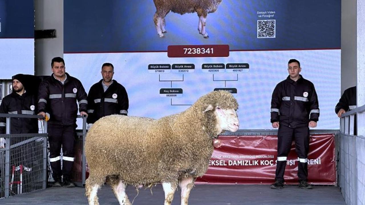 Bandırma'da damızlık koçta rekor satış