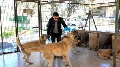 Burhaniye Belediyesi, Can Dostları Sıcak Yuvalarla Buluşturuyor