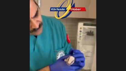 Burhaniye’de Bulunan Porsuk Yavrusu Koruma Altına Alındı