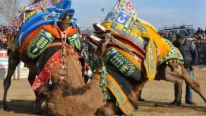 Burhaniye’de deve güreşleri Pelitköy sahasında yapılacak