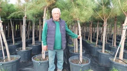 Burhaniye’de Emekli Banka Müdürü Fıstık Çamı yetiştiricisi oldu