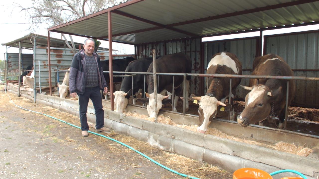 Burhaniye’de kurbanlık satışları başladı
