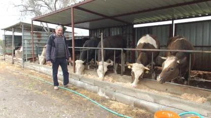 Burhaniye’de kurbanlık satışları başladı