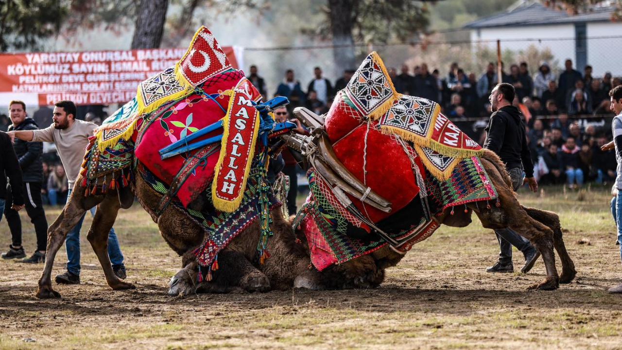 Burhaniye’de Pazargünü deve güreşi yapılacak