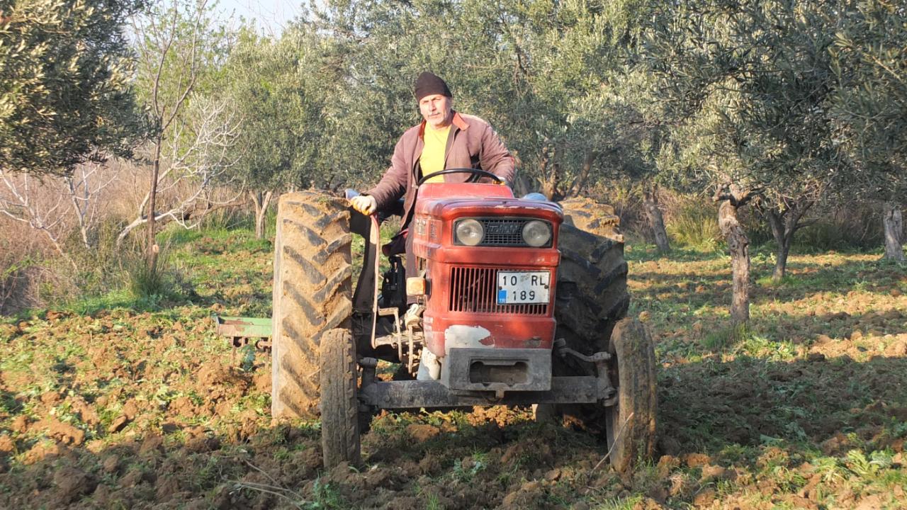 Burhaniye’de zeytinliklerde sürüm başladı