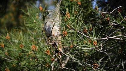 Ormanlarda çam kese böceğine karşı doğal mücadele: “Terminatör böcekler” sahada