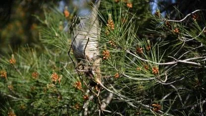 Ormanlarda çam kese böceğine karşı doğal mücadele: “Terminatör böcekler” sahada