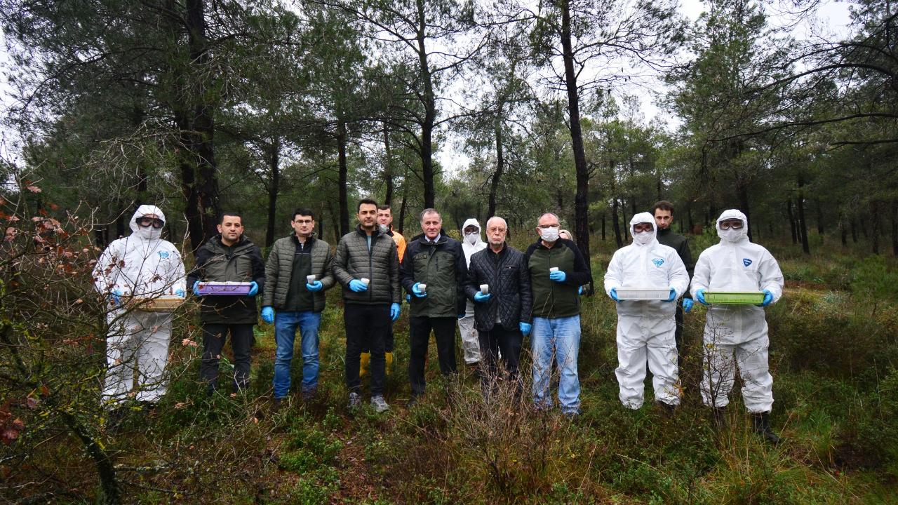 Ormanlarda çam kese böceğine karşı doğal mücadele: “Terminatör böcekler” sahada