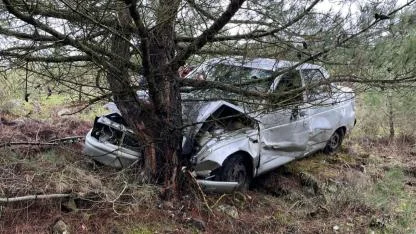 Tarlaya giren otomobil çam ağacına çarptı: Sürücü ortada yok
