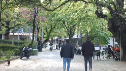 Burhaniye’de 1620 tarihi meşeye özel koruma