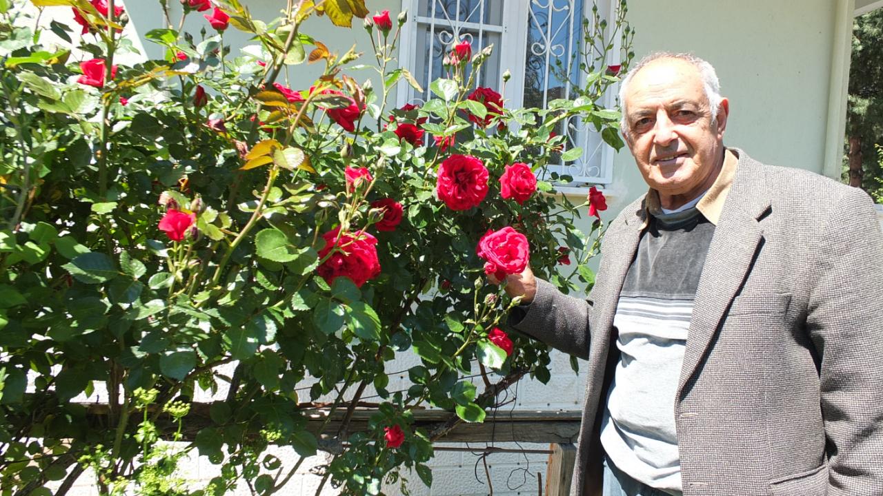 Burhaniye’de bahar geldi güller açtı