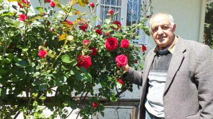 Burhaniye’de bahar geldi güller açtı