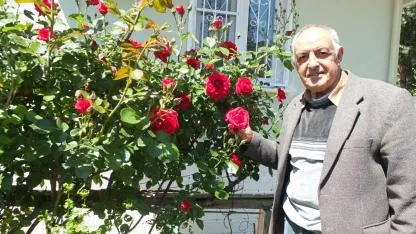 Burhaniye’de bahar geldi güller açtı