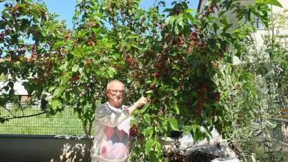 Burhaniye’de baharın ilk meyveleri dutlar kendini gösterdi