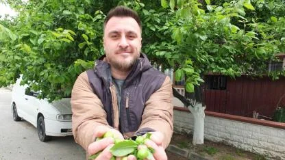 Burhaniye’de ilk erik hasadı yapıldı