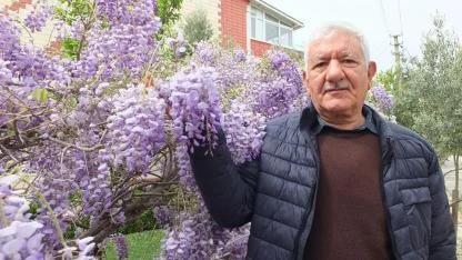 Burhaniye’de mor salkım güzelliği başladı