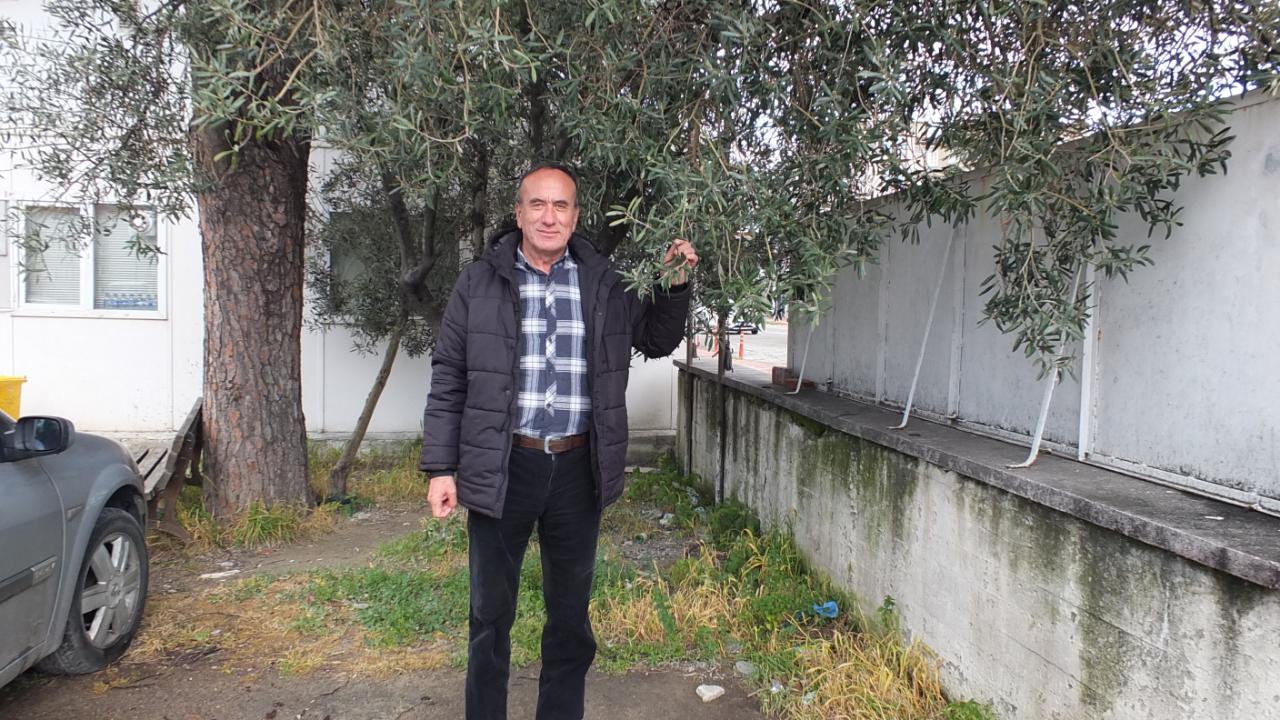 Burhaniye’de Nisan yağmurları zeytincileri sevindirdi