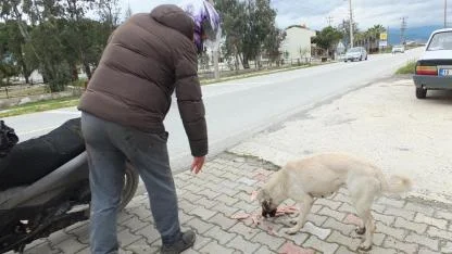 Edremitli genç 5 yıldır sokak köpeklerini besliyor
