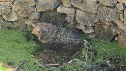 Erdek’te kuyuya düşen tilki için itfaiye seferber oldu