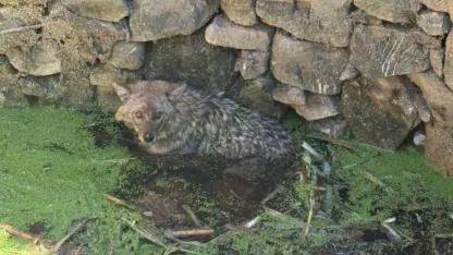 Erdek’te kuyuya düşen tilki için itfaiye seferber oldu