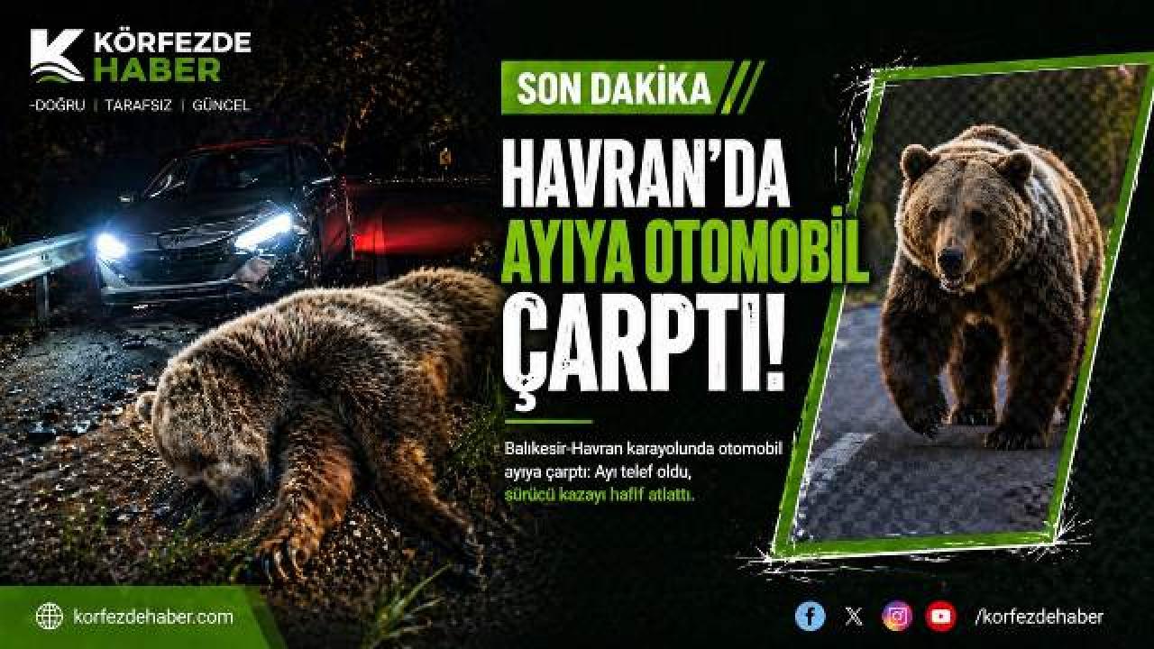 Havran’da Ayıya Otomobil Çarptı