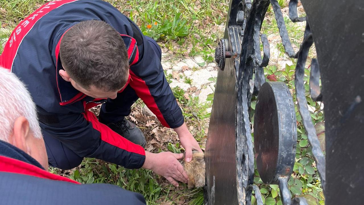 Kafası kapıya sıkışan köpek kurtarıldı