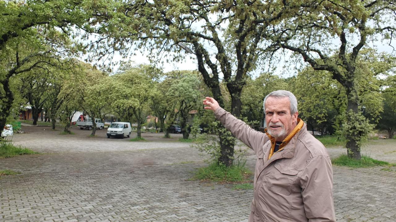 Tarihi meşeler Ören'e güzellik kattı