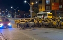 Edremit’te koyun sürüsü bulvarı kapattı