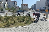 Burhaniye’de yabani otlar belediye tarafından temizleniyor.
