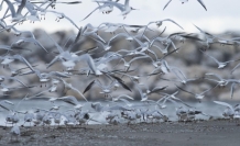 Kar sebebiyle kuşlar sahillere sığındı