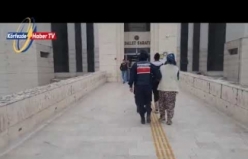 Jandarma Tarafından Zeytin Hırsızlarına Gece Baskını
