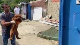 Edremit'te izinsiz hayvan ticaretine jandarma operasyonu