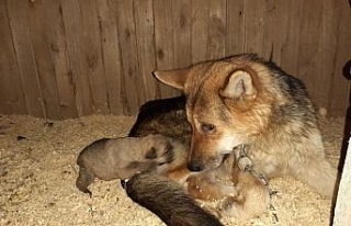 Donmak üzere olan yavru köpekler kurtarıldı