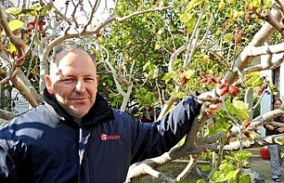 İzmir’de dut ağacı kış ortasında meyve verdi