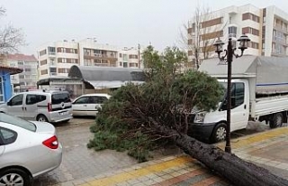 Çanakkale’de fırtına çam ağacını devirdi,...